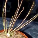 Drosera filiformis Συνήθη χαρακτηριστικά