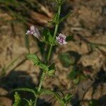 Scutellaria minor Other