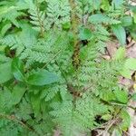 Botrychium virginianum Leaf