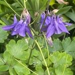 Aquilegia alpina Fleur