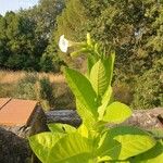 Nicotiana tabacumBlüte