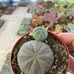 Euphorbia obesa 叶