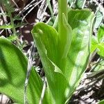 Orchis pallens पत्ता