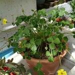 Oxalis megalorrhiza Листок