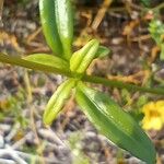 Senecio leucanthemifolius subsp. vernalis Leaf