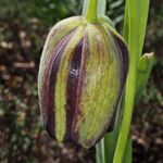 Fritillaria graeca Цвят