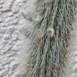 Cleistocactus baumannii Kukka