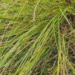 Eragrostis curvula برگ