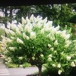 Hydrangea paniculata Fleur