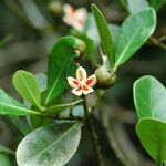 Clusia criuva Flor