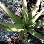 Aloe lutescens Levél