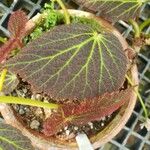 Begonia chloroneura Leht