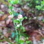 Vaccinium myrtillus फूल
