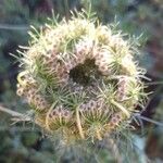 Daucus carota Plod