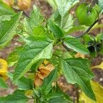 Nicandra physalodes Hoja