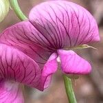 Lathyrus heterophyllus Floare