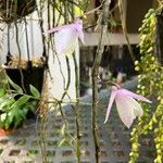 Dendrobium aphyllum 花
