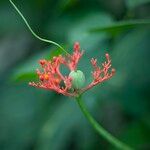 Jatropha podagrica Λουλούδι