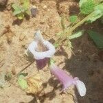 Ceratotheca sesamoides Virág