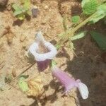 Sesamum sesamoides Blüte