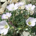 Ranunculus seguieri Flower