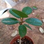 Ficus microcarpa Φύλλο