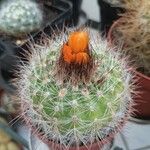 Parodia comarapana Flor