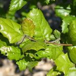 Quercus agrifolia Hoja