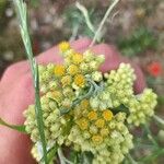 Helichrysum arenariumÕis