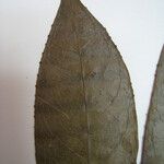 Sapium argutum