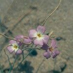 Matthiola sinuata 花