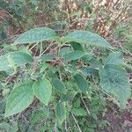 Philadelphus pubescens Hoja