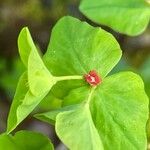 Euphorbia dulcis Floro