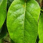 Passiflora nitida ഇല