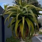 Tillandsia utriculata Лист