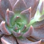 Echeveria affinis Ліст