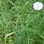 Linum usitatissimum Характер