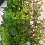 Lippia micromera Лист