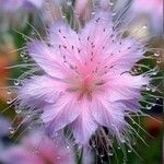 Nigella damascenaBlüte