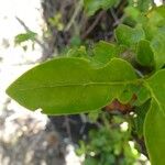 Pyrostria bibracteata Blatt