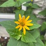 Heliopsis helianthoides花