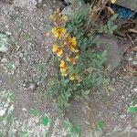 Hoffmannseggia glauca Habit