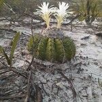 Discocactus bahiensis ശീലം