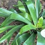 Werauhia gladioliflora Yaprak