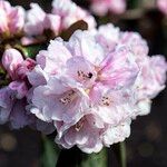 Rhododendron fulvum Kukka