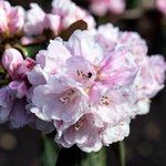 Rhododendron fulvum Blüte