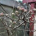 Viburnum × bodnantense Pokrój