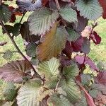 Corylus maximaLeaf