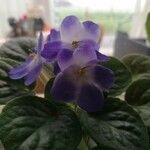 Saintpaulia ionantha Flor