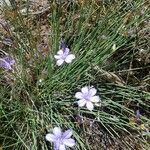 Aphyllanthes monspeliensis Blomma